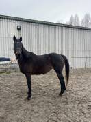 Jument pur sang &agrave; vendre 14 ans 