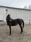 Jument pur sang &agrave; vendre 14 ans 