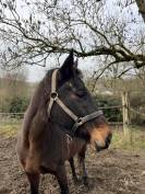 Jument pur sang &agrave; vendre 14 ans 