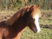 Passionnement Rogane femelle welsh mountain 