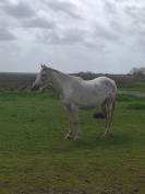 Poulini&egrave;re de selle pleine 8 ans OC