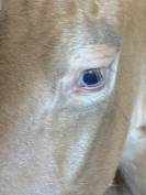 Poulain m&acirc;le OC champagne ambre 