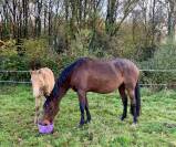 Poulain m&acirc;le OC champagne ambre 