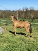 Poulain OC champagne ambre 