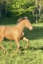 Poulain OC champagne ambre 