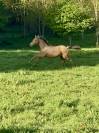 Poulain OC champagne ambre 