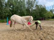 Lusitanien PP hongre cr&egrave;me