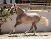Mare Welsh Pony (Section B) For sale 2023 Grey