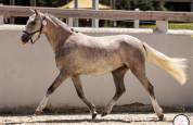 Mare Welsh Pony (Section B) For sale 2023 Grey