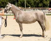 Mare Welsh Pony (Section B) For sale 2023 Grey