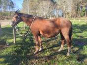 Poulini&egrave;re par Aronn'n 