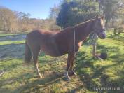 Poulini&egrave;re par Aronn'n 