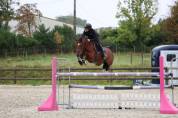 Poney de Grand prix / Grand prix excellence &agrave; Vendre 