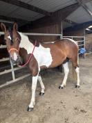 Jument &agrave; vendre 