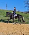 Superbe hongre KWPN - 3 ans (Dressage, CSO)