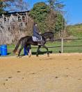 Superbe hongre KWPN - 3 ans (Dressage, CSO)