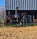 Superbe hongre KWPN - 3 ans (Dressage, CSO)