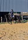 Superbe hongre KWPN - 3 ans (Dressage, CSO)