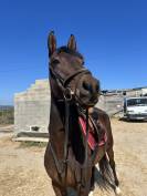 CALIDAD,ELEGANCIA Y POTENCIAL: YEGUA DE 4 A&Ntilde;OS