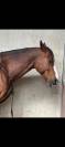Hongre 9 ans CSO 