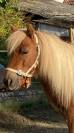 magnifique jument shetland 13 ans