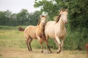 Jument Paint X Appaloosa champagne de 4 ans 
