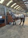demi pension sur cheval appaloosa borest (oise)