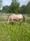 demi pension sur cheval appaloosa borest (oise)