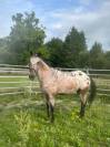 demi pension sur cheval appaloosa borest (oise)