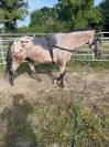 demi pension sur cheval appaloosa borest (oise)