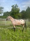 demi pension sur cheval appaloosa borest (oise)