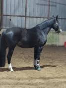 Jument origines kwpn