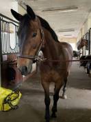 Jument sBs Cheval de Sport Belge A vendre 2014 Bai par PEPPERMILL