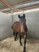 Jument sBs Cheval de Sport Belge A vendre 2014 Bai par PEPPERMILL