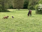 Propri&eacute;t&eacute; &Eacute;questre (63) 