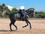 CABALLO PRE