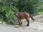 Jument Ardennaise 6 ans 