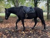 Cheval hongre noir 9 ans 1m60