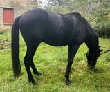 Cheval hongre noir 9 ans 1m60