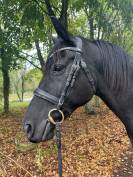 Cheval hongre noir 9 ans 1m60