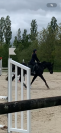 Cheval hongre noir 9 ans 1m60