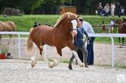 Saillie Welsh Cob 