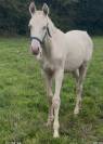 Puledro Origine non conosciuta  In vendita 2025 Crema ,  Pablo du chalet