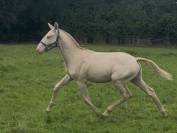 Puledro Origine non conosciuta  In vendita 2025 Crema ,  Pablo du chalet