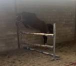 Jument Zangersheide par J-nius VV Z