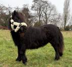 Jument shetland noire 