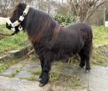 Jument shetland noire 