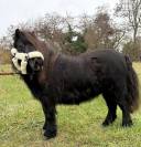 Jument shetland noire 