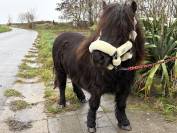 Jument shetland noire 