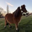 Ponette plein papier shetland 